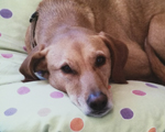 Lebensabend bei älteren Hunden gestalten