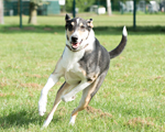 Lösungswege bei erwachsenen Hunden