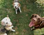 Futterberatung, der Weg zu einer gesunden Hundeernährung