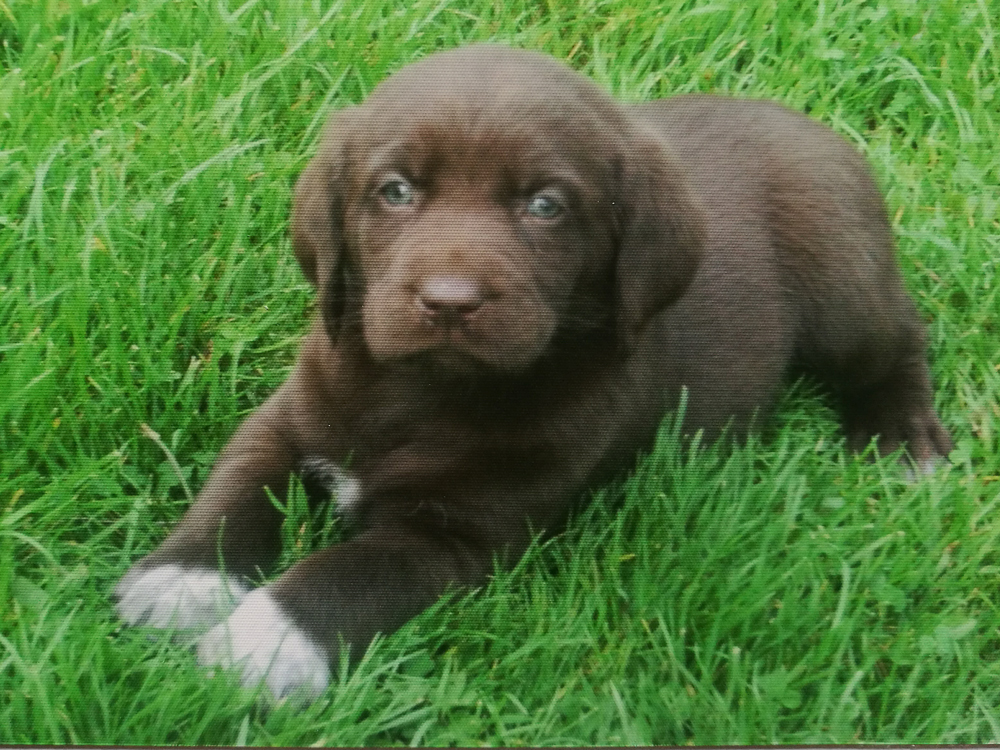 Basistraining und Hundefrüherziehung mit jungen Hunden
