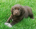 Basistraining und Hundefrüherziehung mit jungen Hunden
